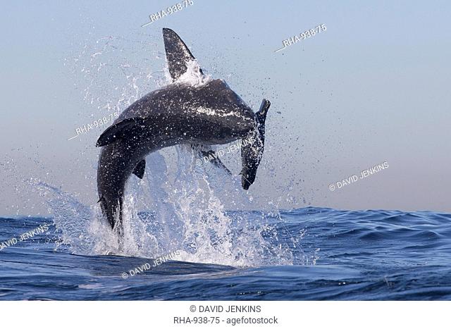 Great white shark (Carcharodon carcharias), Seal Island, False Bay, Simonstown, Western Cape, South Africa, Africa