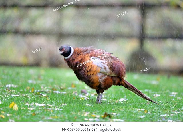 Common Pheasant (Phasianus colchicus) adult male, shaking water from feathers, standing on grass during rainstorm, Stair, Newlands Valley, near Keswick