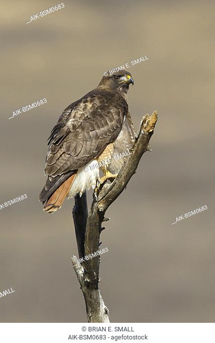 Adult Red-tailed Hawk (Buteo jamaicensis) sitting on a branch in Riverside County, California, USA