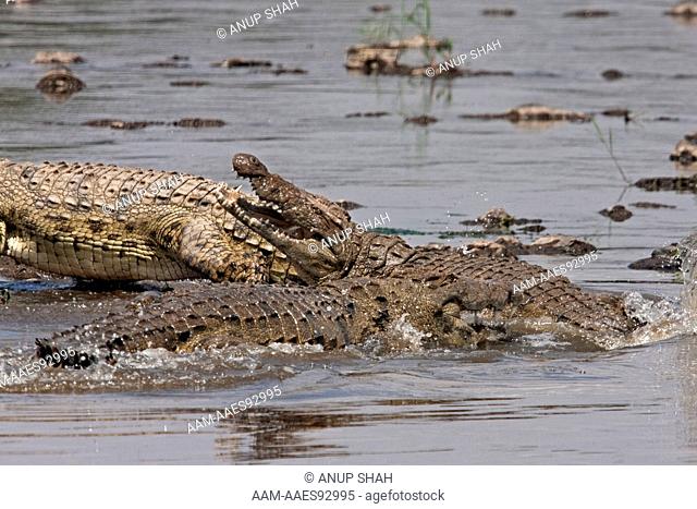 Nile crocodiles competing over a wildebeest carcass (Crocodylus niloticus). Maasai Mara National Reserve, Kenya. August 2009