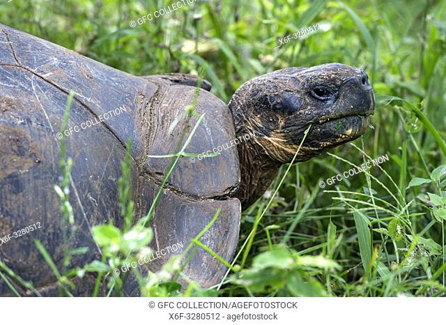 Galapagos giant tortoise (Chelonoidis nigra ssp), Santa Cruz Island, Galapagos Islands, Ecuador