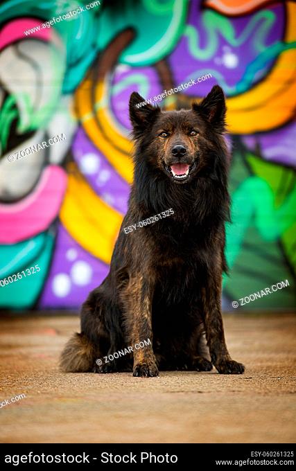 Big adult dog on colorful background looking to the camera
