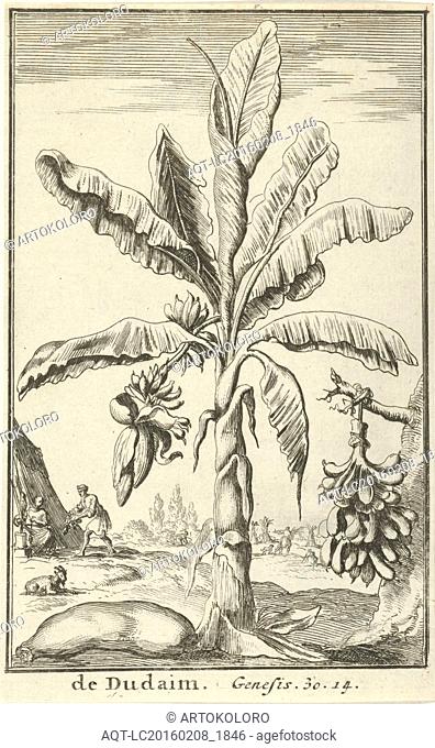 Tree with mandrakes, Jan Luyken, Willem Goeree, 1683