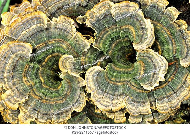 Turkeytail bracket fungus (Trametes versicolor) growing on rotting log, Munising, Michigan, USA