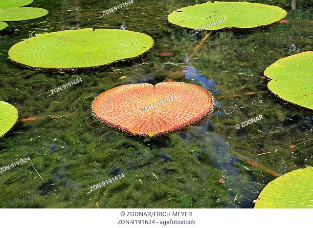 Mauritius, Pamplemousses, Botanischer Garten, Riesenseerose, Victoria regia