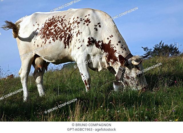 FERRANDAISE COW IN A MEADOW, AUVERGNE REGIONAL NATURAL PARK OF VOLCANOS, PUY-DE-DOME 63, AUVERGNE, FRANCE