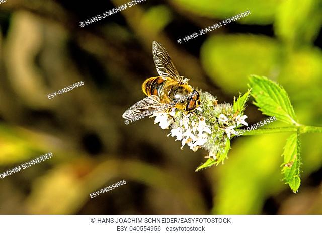 hover-fly on a flower of a peppermint in Germany