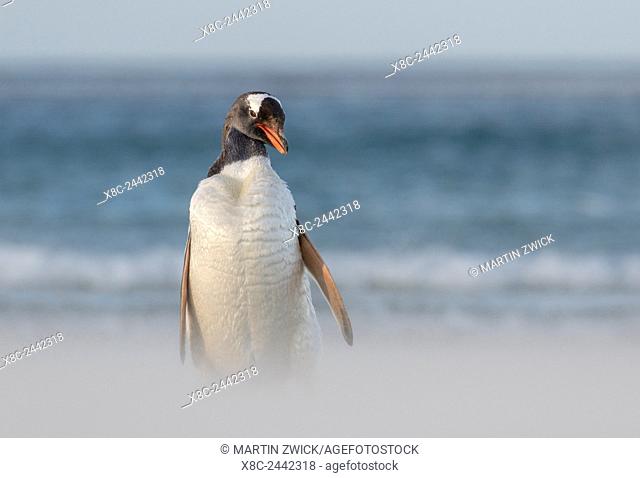 Gentoo Penguin (Pygoscelis papua) on the Falkland Islands, during a sandstorm on a wide sandy beach. South America, Falkland Islands, January