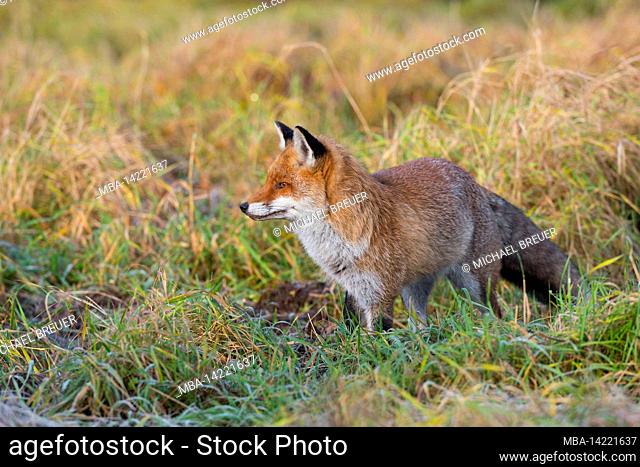 Red fox in a meadow, Vulpes vulpes, winter, Hesse, Germany, Europe