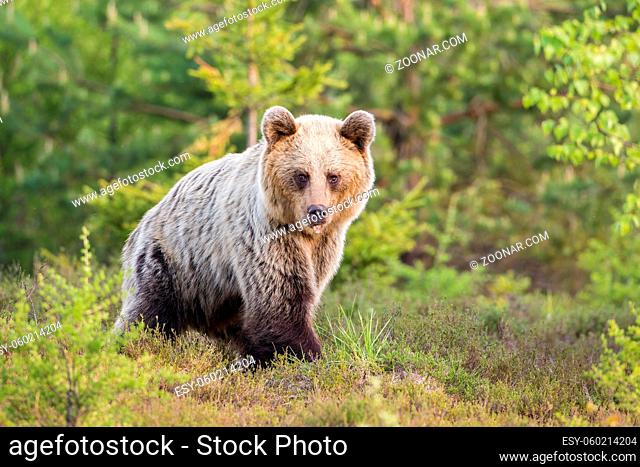 Brown bear, ursus arctos, walking through a moorland with copy space. Animal wildlife in green wilderness. Mammal predator with blurred background from side...