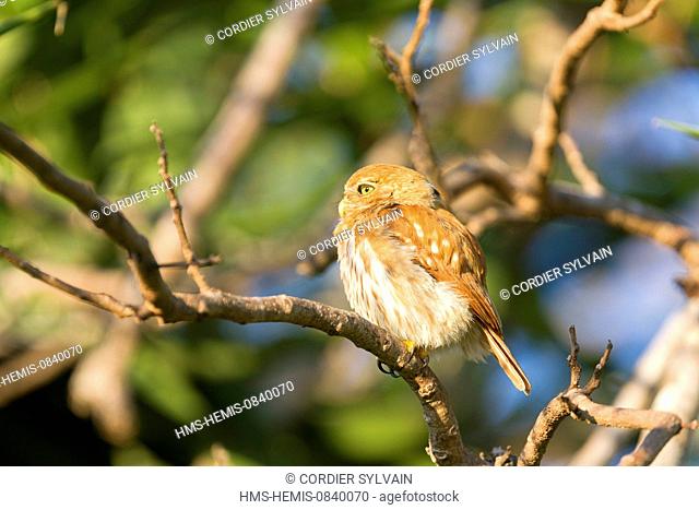 Brazil, Mato Grosso, Pantanal area, Ferruginous Pygmy Owl (Glaucidium brasilianum)