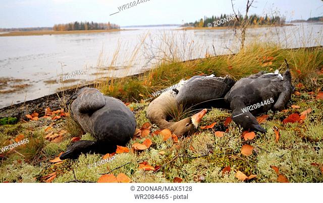 Trophies Northern hunting geese