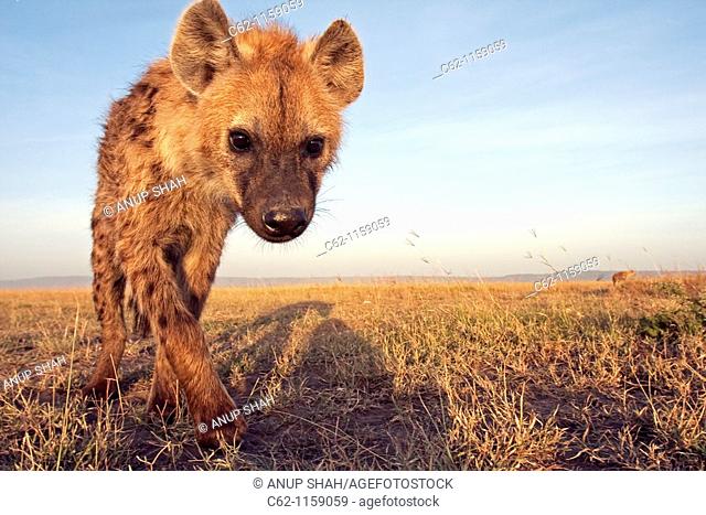 Spotted hyena (Crocuta crocuta) adolescent approaching cautiously -wide angle perspective-, Maasai Mara National Reserve, Kenya