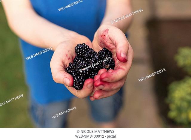 Blackberries in boy's hands