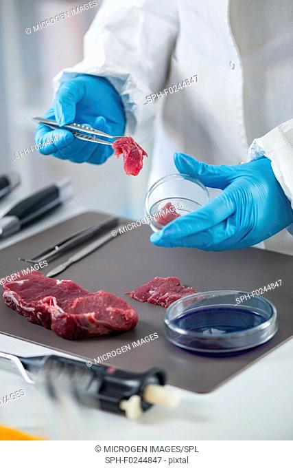 Quality control expert inspecting meat in the laboratory