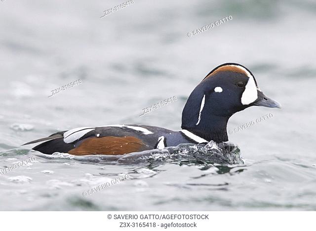 Harlequin Duck (Histrionicus histrionicus), adult male swimming in a river