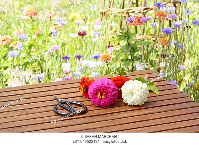 Retro scissors lie with pink, white and red cut flowers on a wooden table in a rural flower garden