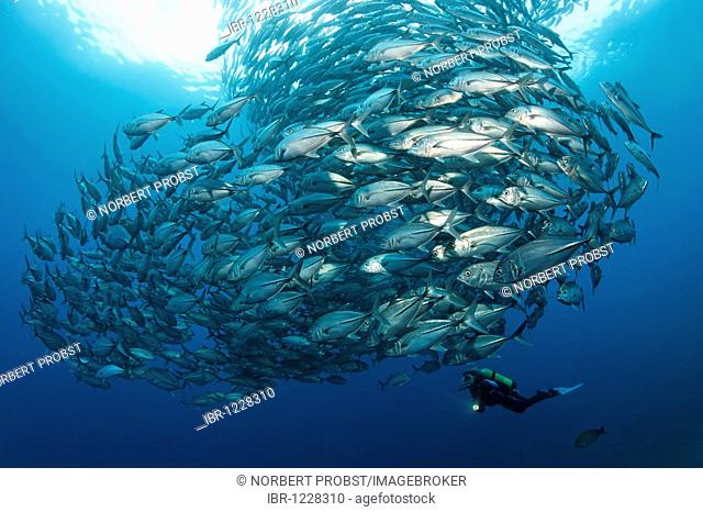 School of Bigeye Trevally (Caranx sexfasciatus), scuba diver, in blue water, Tulamben, Bali, Indonesia, Indian Ocean, Asia