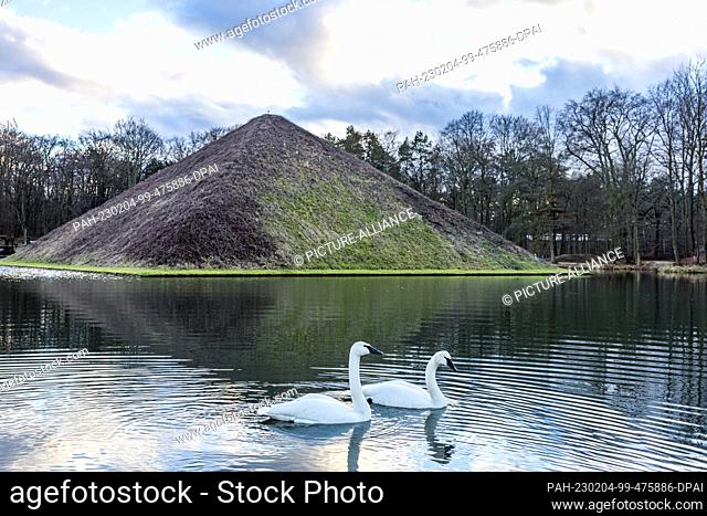 04 February 2023, Brandenburg, Cottbus: Trumpeter swans (Cygnus buccinator) Herrmann and Lucie swim in front of the lake pyramid in Prince Pückler Park...
