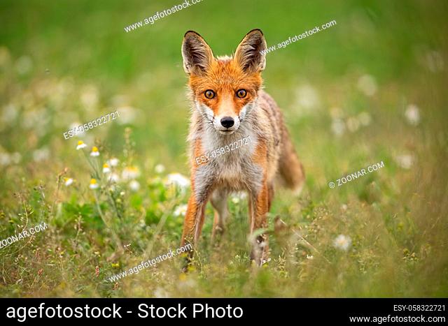 Young curious red fox, vulpes vulpes, on a summer meadow with flowers. Predator in wilderness. Horizontal orientation of wildlife scenery