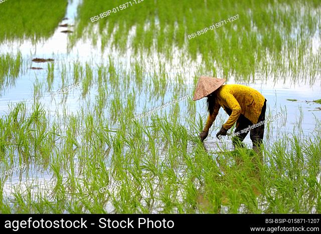 Mekong Delta. Woman farmer working in a rice field. Transplanting rice. Can Tho. Vietnam