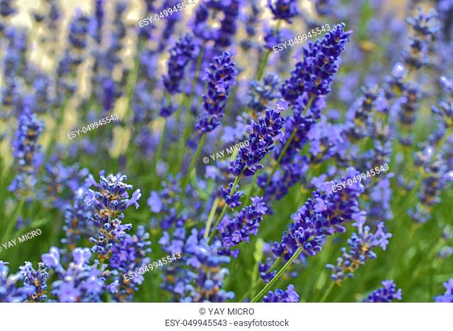 Tenderness of lavender fields. Lavenders background. Soft and selective focus