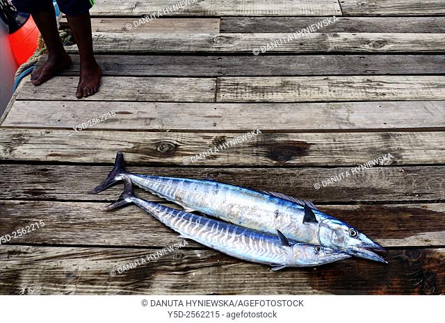 Grand-Baie, Grand Bay, very popular place for sport fishing - here fishes caught in deep Ocean - Wahoo - Acanthocybium solandri, Africa, Mascarene