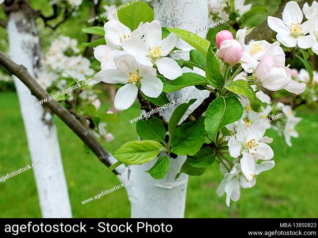 White apple blossom (apple variety Goldparmäne)
