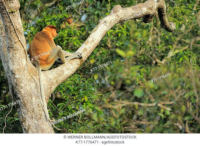 Proboscis Monkey Nasalis larvatus, Tanjung Puting National Park, Province Kalimantan, Borneo, Indonesia