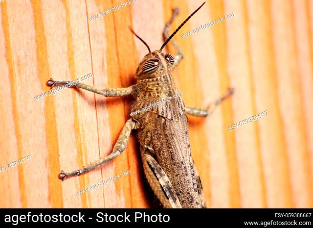 Gray Locust, harmful insect eating vegetation