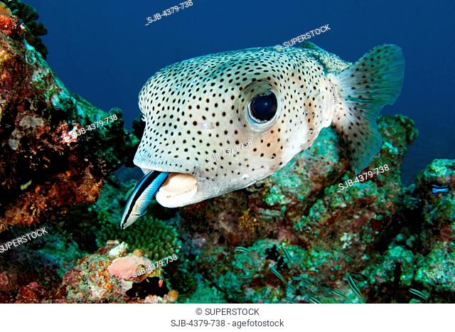 A porcupine pufferfish Diodon hystrix, or spot-fin porcupinefish, being cleaned by a bluestreak cleaner wrasse Labroides dimidiatus, South Ari Atoll