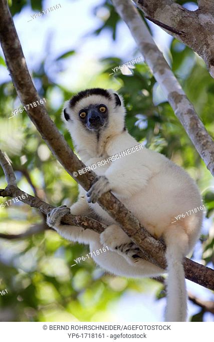 Verreaux's Sifaka Propithecus verreauxi sitting in tree, Zombitse National Park, Madagascar