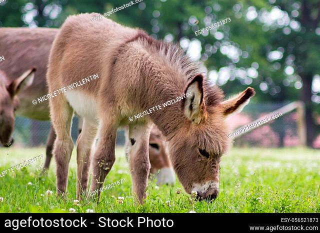 The domestic donkey (Equus asinus asinus) is a common domestic animal around the world