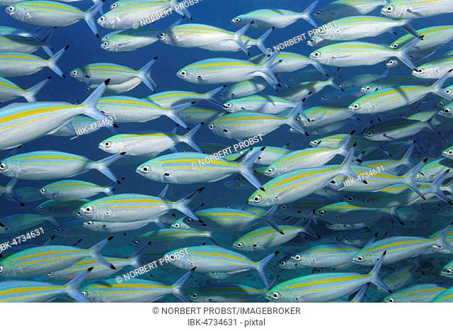 Variable-lined fusiliers (Caesio varilineata), school of fish swimming in blue water, Daymaniyat Islands Nature Reserve, Khawr Suwasi, Al-Batina Province