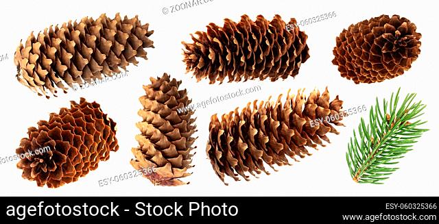 Fir cone isolated on white background with clipping path, spruce cones collection