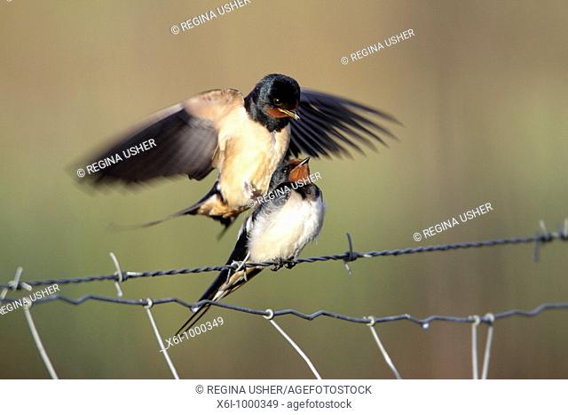 Barn Swallow Hirundo rustica, pair mating on fence, Portugal
