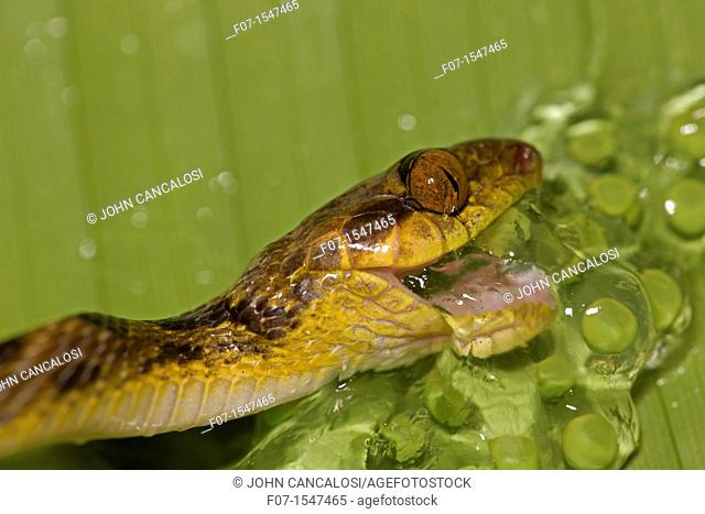 Northern cat-eyed snake Leptodeira septentrionalis, eating frog eggs. Costa Rica, tropical rainforest, found from southern Texas to Peru