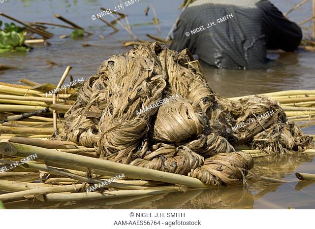 Malva (Urena lobata) removing fiber 'lavagem' after retting stems, Amazon floodplain, Ilha da Paciencia, Rio Solimões, Amazonas, Brazil 6-20-07