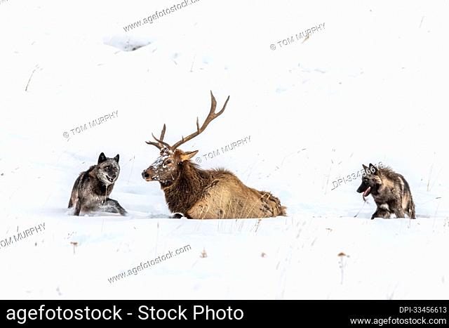 A pair of black and grey wolves (Canis lupus) lying in a snow covered field after hunting down and corning their prey, a bull elk (Cervus canadensis) into...