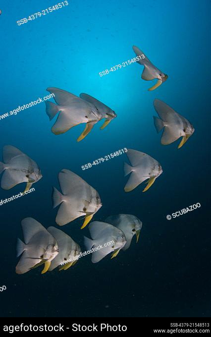 Small shoal of Tall Fin Batfish, Platax teira, swimming in the open ocean, South Ari Atoll, Maldives, Indian Ocean