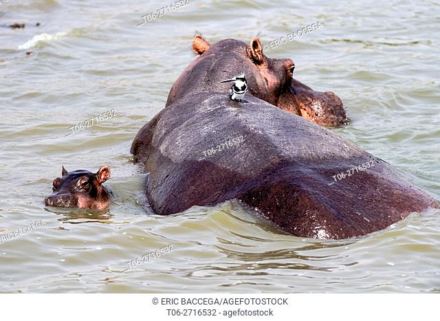 Hippopotamus female with young in water (Hippopotamus amphibius) Edward lake, Queen Elizabeth National Park, Uganda, Africa