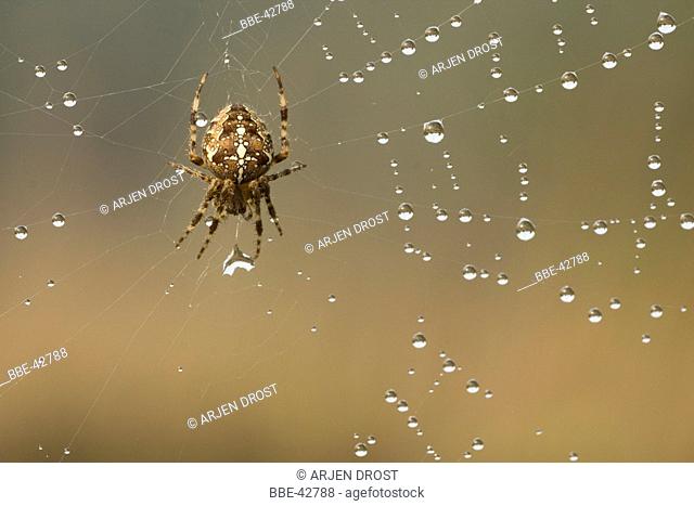 A Garden Spider (Araneus diadematus) in a web wet with dew