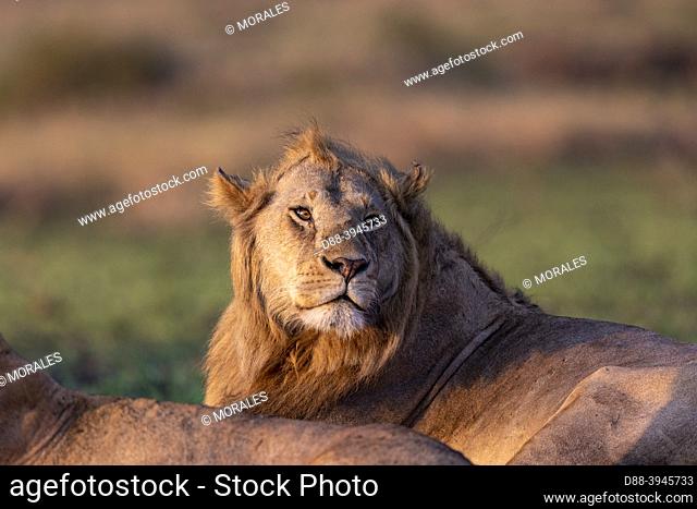 Africa, East Africa, Kenya, Masai Mara National Reserve, National Park, Lion (Panthera leo) lying in grass