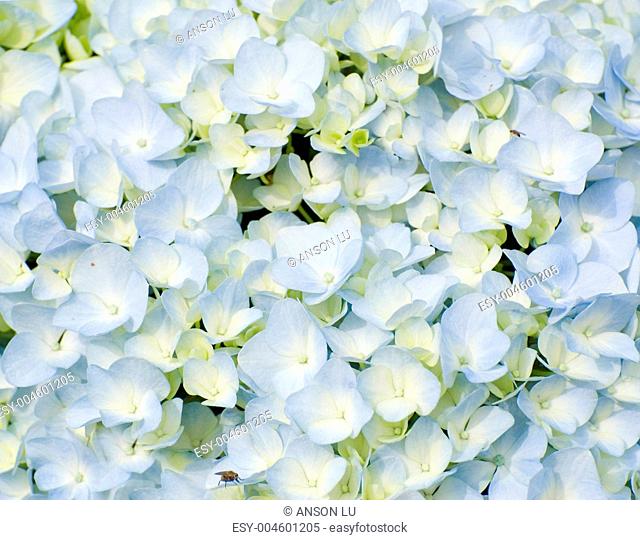 colorful fresh flower background