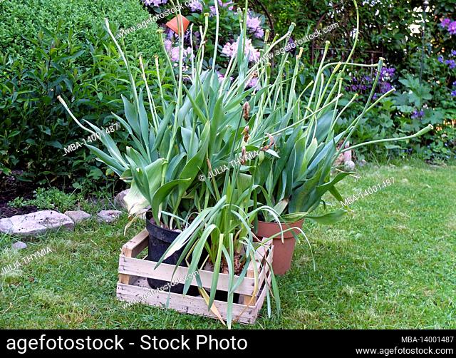 dig up tulip bulbs (tulipa) after blooming, but do not remove green leaves