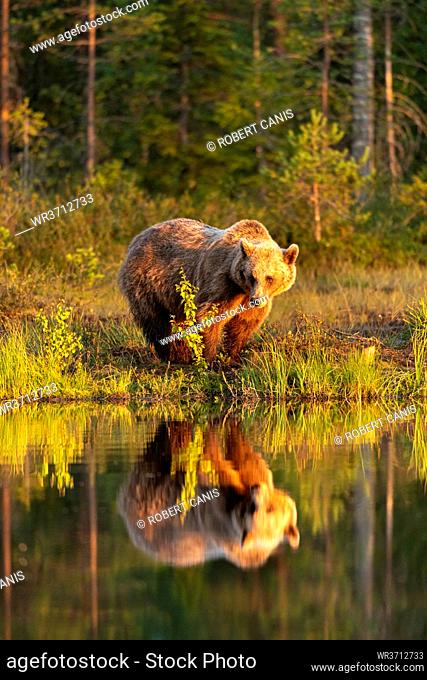 Eurasian brown bear (Ursus arctos arctos) in evening sunlight, reflected in lake, Kuhmo, Finland, Europe