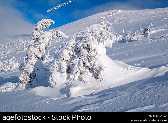 Snow covered fir trees on snowy mountain plateau, tops with snow cornices in far. Magnificent sunny day on picturesque beautiful alps ridge