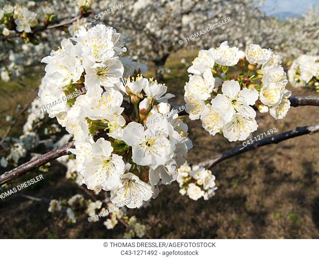Cherry tree Prunus avium - Cultivated cherry trees also called wild cherry or sweet cherry in full blossom in the Valle del Jerte  The blossom takes place...