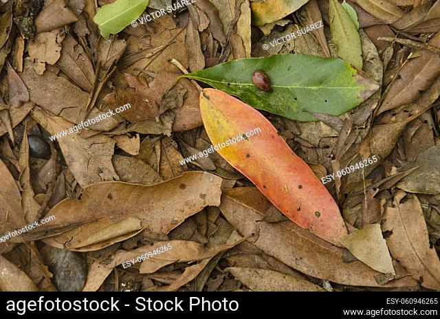 Leaves and fruits on a laurel forest floor with fresh leaves of Laurus novocanariensis at the top and Persea indica at the bottom. Cubo de La Galga