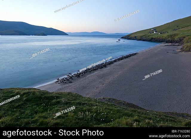 Hundreds of Seals at Sunrise on the Great Blasket Islands, Dunquin, Dingle Peninsula, County Kerry, Ireland, Europe